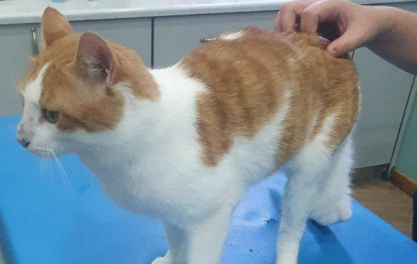 Neues von Kater Max