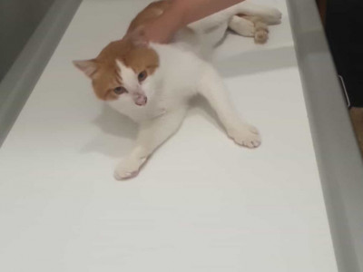 Notfalloperation f&uuml;r Kater Max