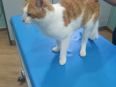Notfalloperation f&uuml;r Kater Max