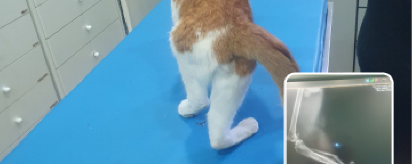 Notfalloperation f&uuml;r Kater Max