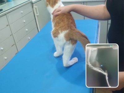 Notfalloperation f&uuml;r Kater Max