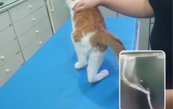 Notfalloperation f&uuml;r Kater Max