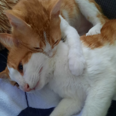 Mimie und Max, 1 Jahr alt, sucht ein Zuhause