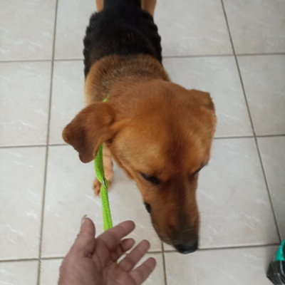 Valentin, Ca. 5 Jahre alt, sucht ein Zuhause